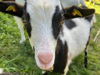 Bild 3:HB-fähiges Tauernschecken-Kitz