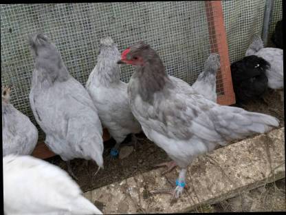 Lavender Araucana Henne