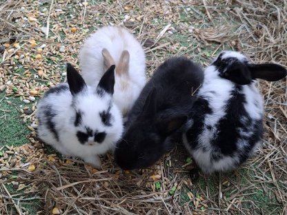 Bild 7:Hasenbabys ca. 3 Wochen große Rasse