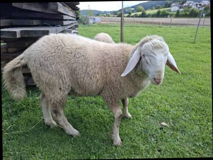 Schafbock