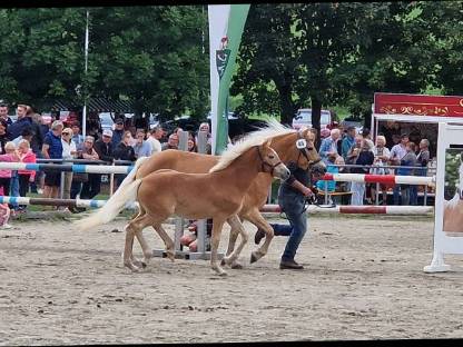 Hengstfohlen