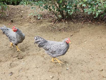 Bild 3:Amrock Hähne