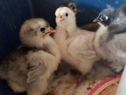 Bild 2:Orpington Küken Bruteier GSG, blau gesäumt, schwarz, splash