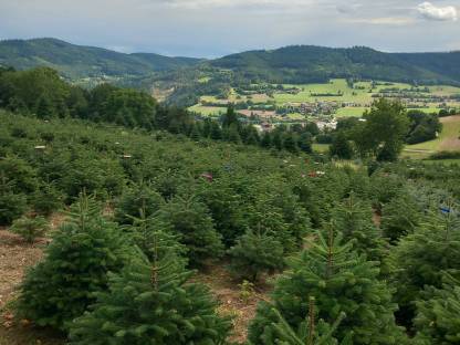 Bild 2:Verkaufe Nordmannstannen, gepflegte Top-Ware