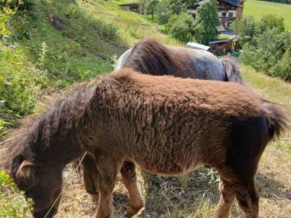 Bild 4:Minishetlandponys