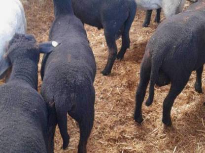 Bild 2:Lämmer, Altschafe