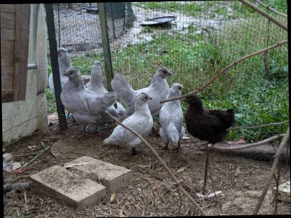 Bild 3:Lavender Araucana Henne