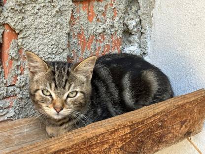 Bild 7:Kätzchen - Babykatzen - Halblanghaar - Kurzhaar