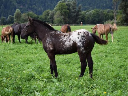 Bild 5:Flicka Falerie Noriker Tiger Stutfohlen zu verkaufen