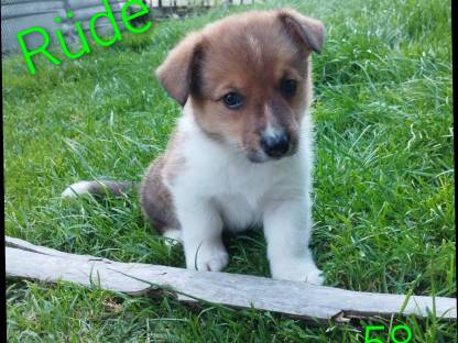 Bild 2:Welsh Corgi Pembroke × Border Collie Welpen