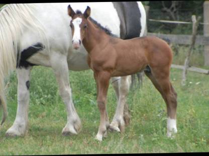 Bild 8:Deckhengst Appaloosa LS Hollywood Dazz