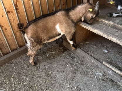 Minizwergziegenbock