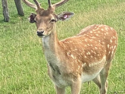 Bild 2:Zuchtwild Damhirsche