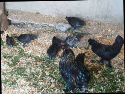 Bild 6:Zwergseidenhühner Mix