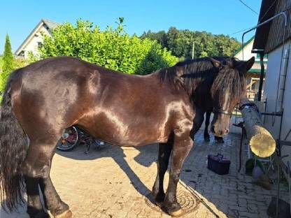 Noriker Stute