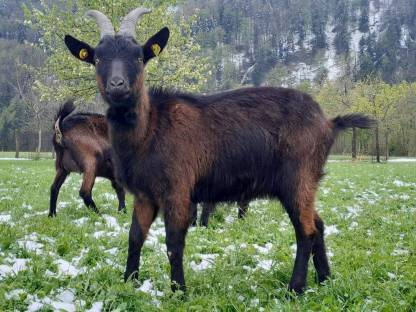 Bild 3:Pinzgauer Ziegen