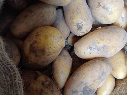 Bild 2:Kartoffel