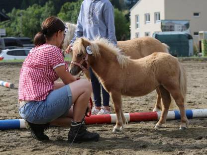 Bild 2:Mini Shetty Stutfohlen