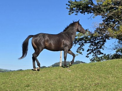 Bild 5:2,5-jähriger Quarter Horse Hengst