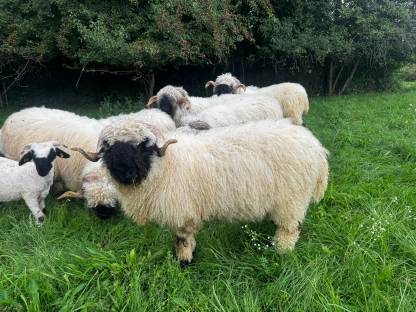 Bild 2:Walliser Schwarznasen Widder G1