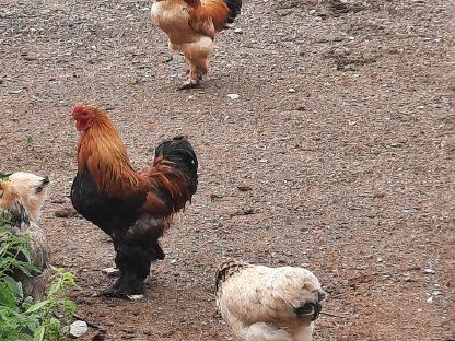 Bild 4:Brahma-Hühner