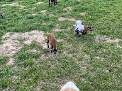 Bild 8:Kamerunschaf (Lamm) männlich