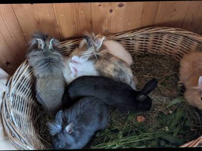 Bild 5:Einige schöne Löwenkopf-Zwergkaninchen