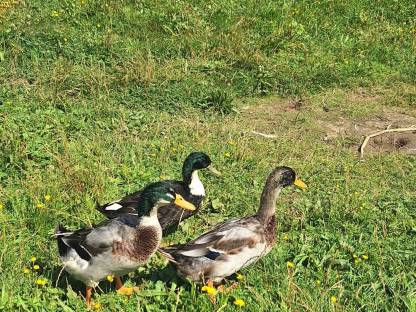 Bild 4:Enten