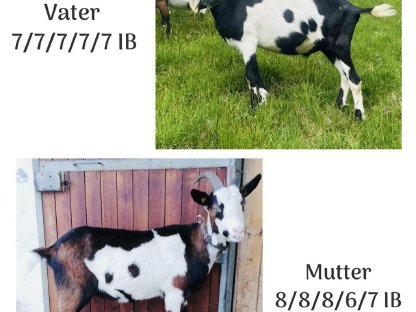 Bild 2:HB-Tauernscheckenbock Giulio