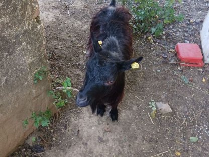 Bild 2:Vergebe Zwergziege