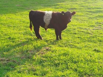 Bio Galloway Stier