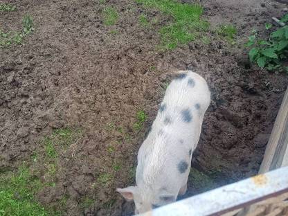 Bild 2:Mini-Schweine