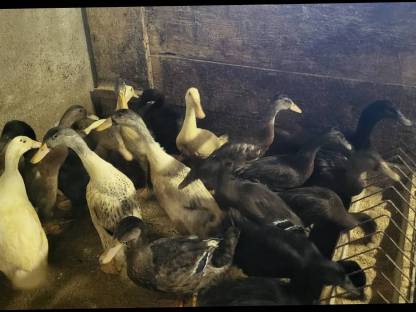 Bild 2:Junge Laufenten