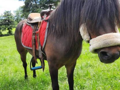 PONY Stute