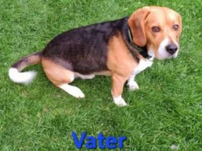 Bild 8:Beagle Welpen