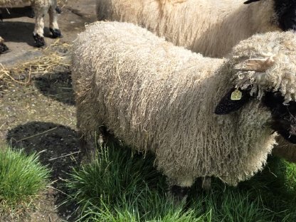 Bild 3:Walliser Schwarznasenbock