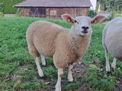 Bild 2:Texel weiblich männlich