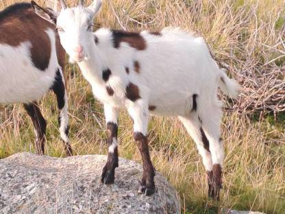 Bild 4:Tauernscheckenkitze