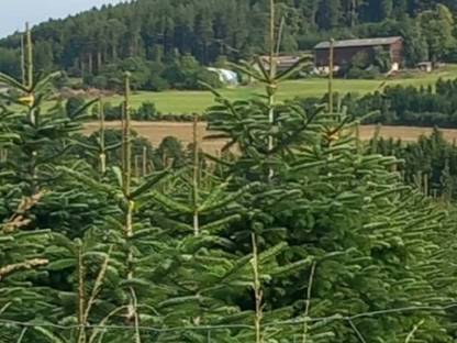 Bild 7:Verkaufe Nordmannstannen, gepflegte Top-Ware