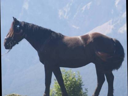 Bild 2:Norikerwallach