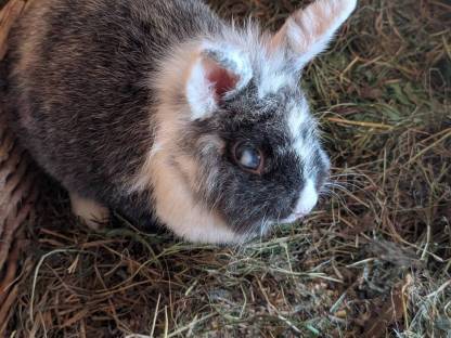 Bild 2:Löwenkopf Zwergkaninchen Weibchen