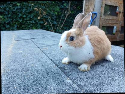 Bild 3:Zwergkaninchen Jungtiere