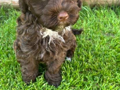 Bild 2:Bollipoo-Welpen und Toypudel mit Ahnentafel