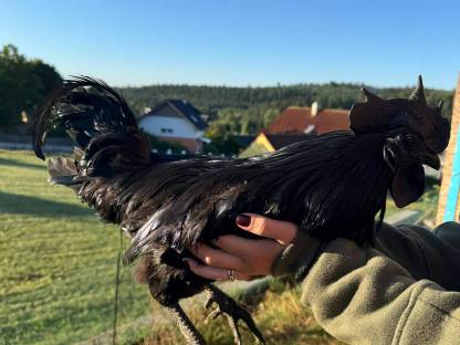 Ayam Cemani