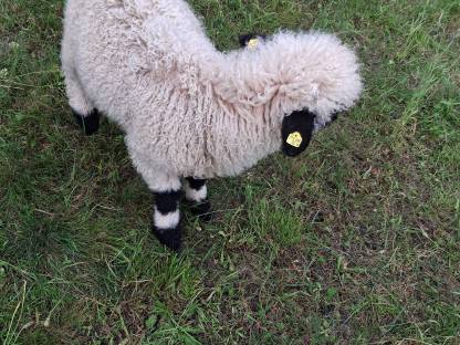 Bild 4:Walliser Schwarznasen Widder