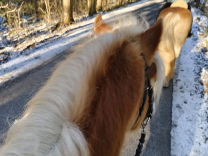 Bild 6:4,5-jähriger sportlicher, schicker Haflingerwallach