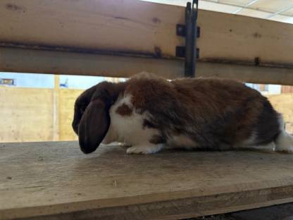 Bild 3:Zwergwidder Weibchen