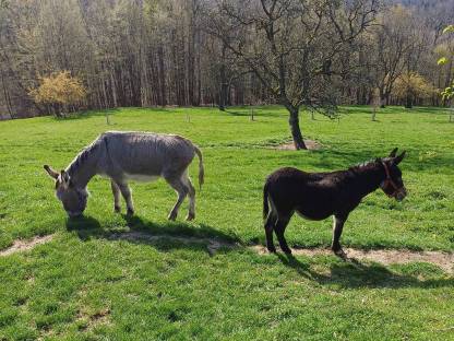 Bild 2:Esel Deckhengst (kein Verkauf)