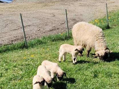 Bild 5:Walliser Schwarznasen Lämmer