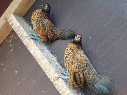 Bild 5:Bantam Sebright Mixe